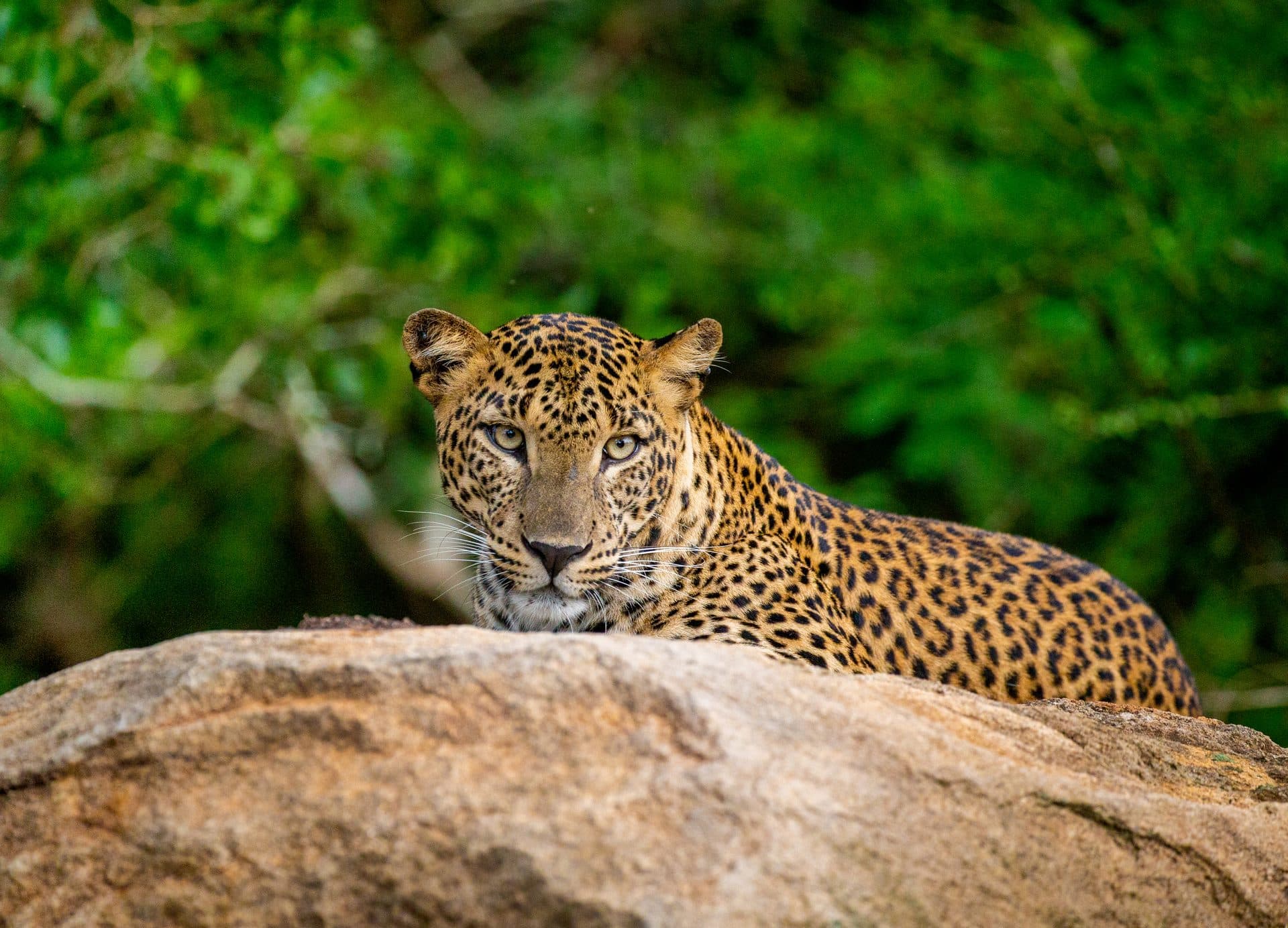 Wild Sri Lanka Safari Adventure