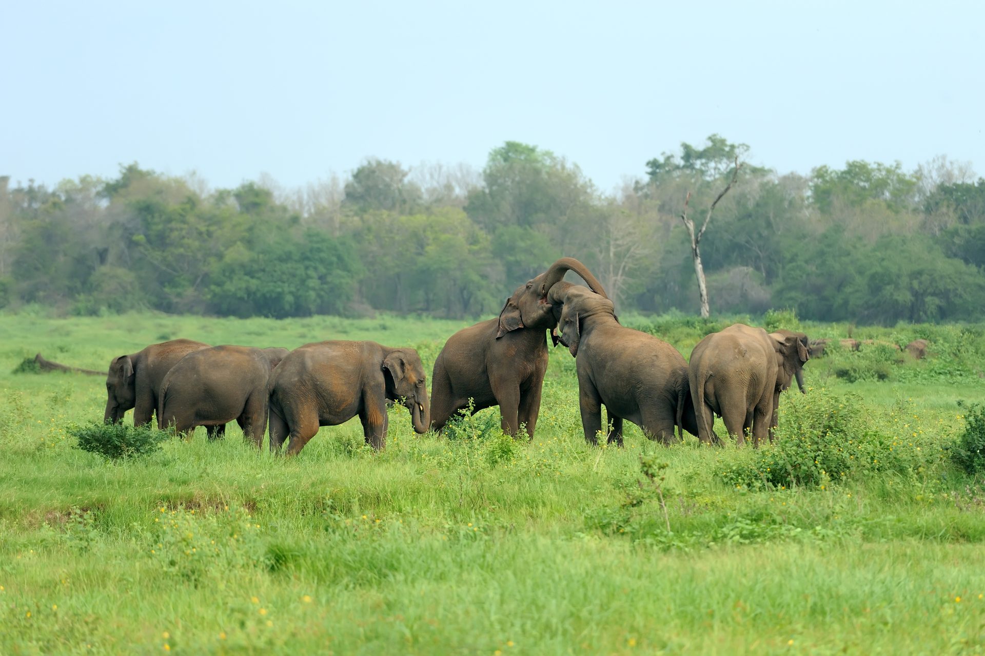 Sri Lanka's Wild Elephants: A Complete Viewing Guide