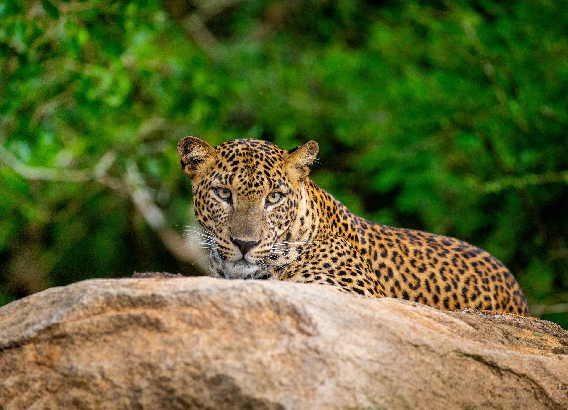 Yala National Park: How to See a Leopard
