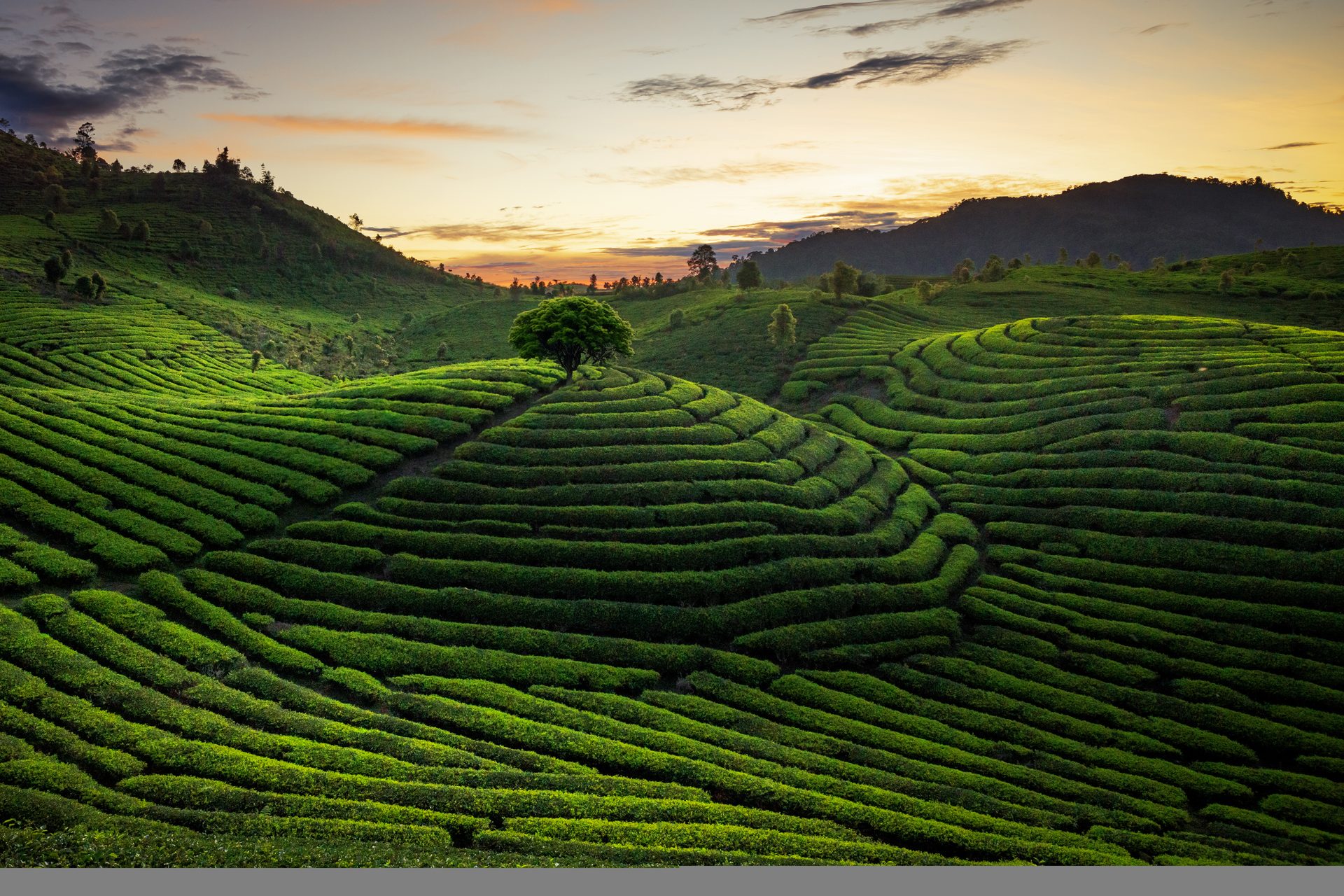 Sri Lanka's Tea Country: A Journey Through the Mist